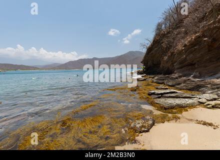 Wunderschöne grüne Algen in der Nähe des Waikiki Aquarium Beach im kolumbianischen Tayrona Park an sonnigen Tagen Stockfoto