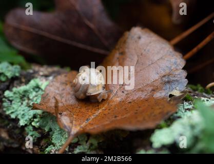 Small brown garden snail with head and horns out of its shell, sitting on a brown leaf. Photographed with shallow depth of field. Stock Photo