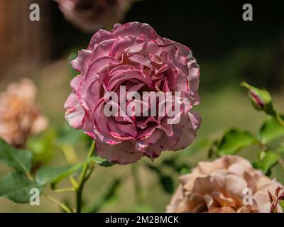 Wunderschöne rosafarbene Blütenblätter entfalten sich auf einer Rose im Rosengarten Berkeley. Stockfoto