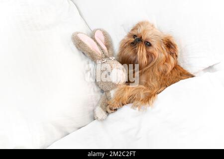 Süßer Hund schläft im Bett mit einem flauschigen Spielzeughasen, Draufsicht. Brüsseler Griffon ruht sich zu Hause in einem sauberen weißen Schlafzimmer aus Stockfoto