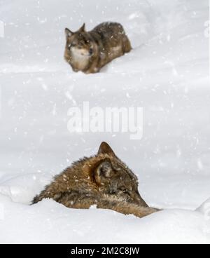 Gray wolf / grey wolf (Canis lupus) resting curled up in the snow in winter while it's snowing | Loup gris (Canis lupus) rencontre membre du meute pendant chute de neige en hiver 18/01/2017 Stock Photo