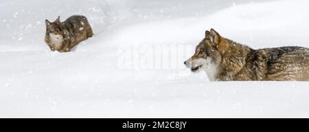 Zwei graue Wölfe/graue Wölfe (Canis lupus) jagen im tiefen Schnee, während es im Winter schneit | Loup gris (Canis lupus) rencontre membre du meute Pendant Chute de neige en hiver 16/01/2017 Stockfoto