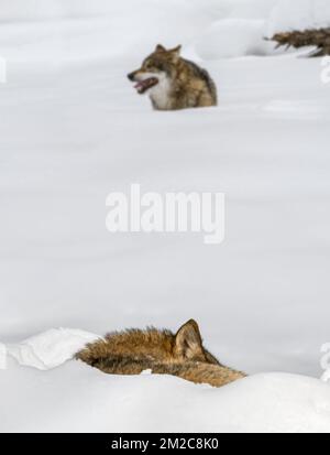 Grauer Wolf / grauer Wolf (Canis lupus), der im Winter im Schnee schläft | Loup gris (Canis lupus) rencontre membre du meute ruhend dans la neige en hiver 18/01/2017 Stockfoto