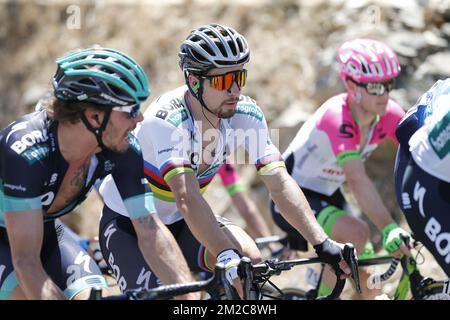 Slovakian Peter Sagan of Bora-Hansgrohe in action during stage 4 of the Tour Down Under cycling race, 128,2km from Norwood to Uraidla, Friday 19 January 2018 in Australia. This years edition of the race is taking place from January 16th to January 21st. BELGA PHOTO YUZURU SUNADA  Stock Photo