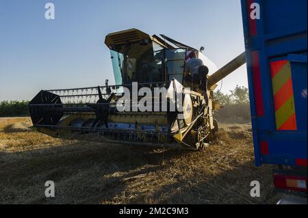 Die Bauern nutzen ein paar Tage ohne Regen, um ihre Felder zu ernten. Die Samen werden direkt in einen Lkw gegossen. Der Mähdrescher gewährleistet einen Prozess der Trennung der Samen und der restlichen Pflanzen | Les agriculteurs profitent de quelques jours de beau temps, sans pluie, pour faire Tourner les moissonneuses-batteuses dans leurs champs et récolter les graines. Les Graines sont Directement Separee de la Paille. 15/08/2016 Stockfoto