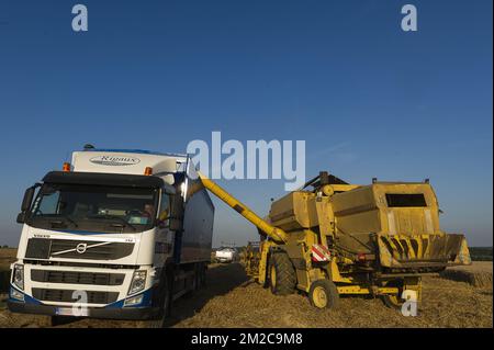 Die Bauern nutzen ein paar Tage ohne Regen, um ihre Felder zu ernten. Die Samen werden direkt in einen Lkw gegossen. Der Mähdrescher gewährleistet einen Prozess der Trennung der Samen und der restlichen Pflanzen | Les agriculteurs profitent de quelques jours de beau temps, sans pluie, pour faire Tourner les moissonneuses-batteuses dans leurs champs et récolter les graines. Les Graines sont Directement Separee de la Paille. 15/08/2016 Stockfoto