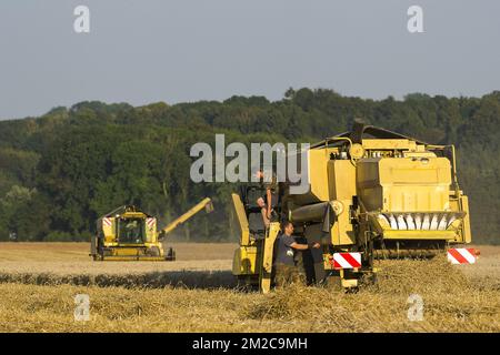 Die Bauern nutzen ein paar Tage ohne Regen, um ihre Felder zu ernten. Die Samen werden direkt in einen Lkw gegossen. Der Mähdrescher gewährleistet einen Prozess der Trennung der Samen und der restlichen Pflanzen | Les agriculteurs profitent de quelques jours de beau temps, sans pluie, pour faire Tourner les moissonneuses-batteuses dans leurs champs et récolter les graines. Les Graines sont Directement Separee de la Paille. 15/08/2016 Stockfoto