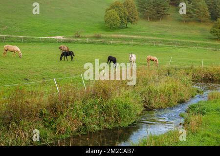 Pferde in der Nähe eines Flusses. Zucht und Haltung von Pferden. Tierhaltung und Landwirtschaft. Nutztiere auf der Weide. Weiße und braune Pferde Stockfoto