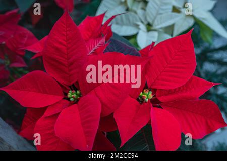 Verschlüsse roter Poinsettia-Blüten Euphorbia pulcherrima. Rote Poinsettia-Weihnachtsblume. Niemand, Straßenansicht, selektiver Fokus, Kopierraum für Text Stockfoto