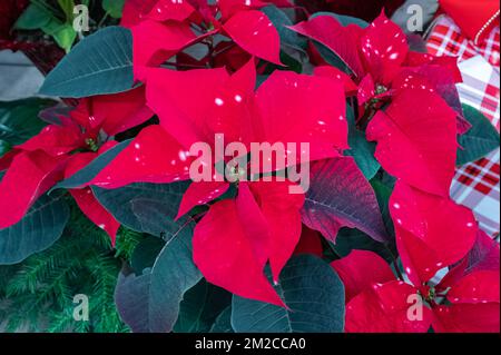 Verschlüsse roter Poinsettia-Blüten Euphorbia pulcherrima. Rote Poinsettia-Weihnachtsblume. Niemand, Straßenansicht, selektiver Fokus, Kopierraum für Text Stockfoto