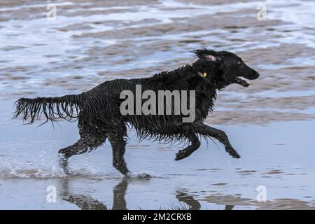 Happy playful black Belgian Shepherd dog with soaking wet fur running through water of puddle on sandy beach along the North Sea coast | Berger belge Groenendael / Chien de Berger Belge avec poil trempé courant sur la plage 30/01/2018 Stock Photo