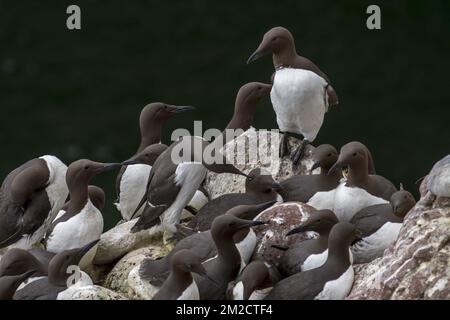 Dicht gepackte Zuchtkolonie von gemeinen Mördern / gemeine Guillemots (Uria aalge), die im Frühling auf Felsvorsprüngen in der Meeresklippe nistet, Schottland, Großbritannien | Colonie de guillemots de Troil dans falaise, Ecosse, Royaume-Uni 24/05/2017 Stockfoto