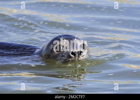 Nahaufnahme des Kopfes der jungen grauen Robbe/grauen Robbe (Halichoerus grypus), die in der Mündung von Ythan, im Sand von Forvie, Newburgh, Aberdeenshire, Schottland schwimmt | Phoque gris (Halichoerus grypus) nageant dans l'estuaire Ythan, Sands of Forvie, Newburgh, Aberdeenshire, Ecosse, Royaume-Uni 25/05/2017 Stockfoto