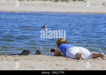 Frau, die auf ihrem Bauch am Strand liegt und Fotos mit dem Smartphone von neugierigen grauen Verkäufen macht, Ythan Estuary, Sands of Forvie in Newburgh, Schottland | Femme prends des photos de phoques gris dans l'estuaire Ythan, Sands of Forvie, Newburgh, Aberdeenshire, Ecosse, Royaume-Uni 25/05/2017 Stockfoto