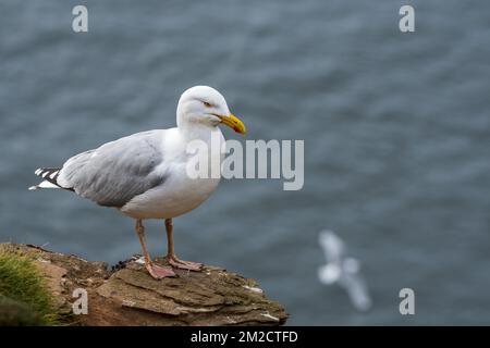 Europäische Heringsmull (Larus argentatus) auf Felsen auf der Klippe im Frühjahr, Fowlsheugh, Schottland, Vereinigtes Königreich | Goéland argenté (Larus argentatus), Ecosse, Royaume-Uni 24/05/2017 Stockfoto