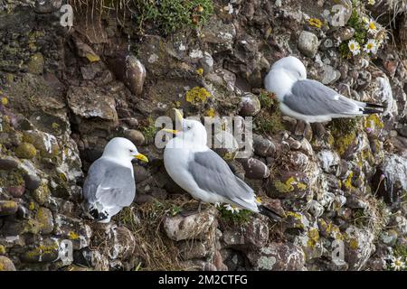 Black-legged kittiwake (Rissa tridactyla) calling from sea cliff face at seabird colony in spring, Scotland, UK | Colonie de mouettes tridactyles dans falaise, Ecosse, Royaume-Uni 24/05/2017 Stock Photo