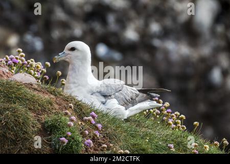 Northern fulmar / Arctic fulmar (Fulmarus glacialis) nistet auf der Klippe bei Seevögelkolonie, Schottland, Großbritannien | Fulmar boréal / Pétrel fulmar / fulmar Glacialis (Fulmarus glacialis), Ecosse, Royaume-Uni 24/05/2017 Stockfoto