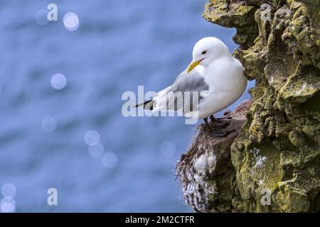 Schwarzbein-Kittiwake (Rissa tridactyla) auf Felsvorsprung in der Seevögelkolonie, Schottland, Großbritannien | Mouette tridactyle dans falaise, Ecosse, Royaume-Uni 24/05/2017 Stockfoto