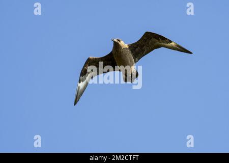 Great Skua / bonxie (Stercorarius skua) im Flug gegen den blauen Himmel | Grand Labbe / Grand Skua (Stercorarius skua / Catharacta skua) volant 27/05/2017 Stockfoto