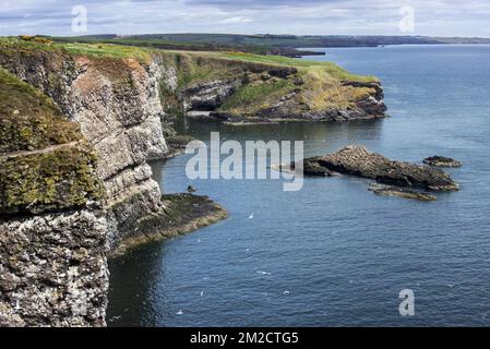 Sea Cliffs, Heimat von Seevögelkolonien während der Brutzeit im Frühjahr in Fowlsheugh, Küstenschutzgebiet in Kincardineshire, Schottland, Großbritannien | Falaises à Fowlsheugh, réserve naturelle côtière dans l'Aberdeenshire en écosse, Royaume-Uni 24/05/2017 Stockfoto