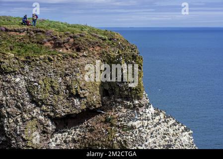 Vogelfreunde auf der Spitze der Meeresklippen, Heimat der Seevögelkolonie während der Brutzeit im Frühjahr in Fowlsheugh, Naturschutzgebiet an der Küste in Kincardineshire, Schottland, Großbritannien | Falaise à Fowlsheugh, réserve naturelle côtière dans l'Aberdeenshire en écosse, Royaume-Uni 24/05/2017 Stockfoto