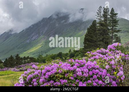 Common rhododendron / Pontic rhododendron (Rhododendron ponticum) in flower, invasive species in Glen Etive, Scottish Highlands, Scotland | Rhododendron pontique (Rhododendron ponticum) en fleurs à Glen Etive, Ecosse, Royaume-Uni 04/06/2017 Stock Photo