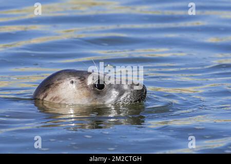 Nahaufnahme des Kopfes der jungen grauen Robbe/grauen Robbe (Halichoerus grypus), die in der Mündung von Ythan, im Sand von Forvie, Newburgh, Aberdeenshire, Schottland schwimmt | Phoque gris (Halichoerus grypus) nageant dans l'estuaire Ythan, Sands of Forvie, Newburgh, Aberdeenshire, Ecosse, Royaume-Uni 25/05/2017 Stockfoto