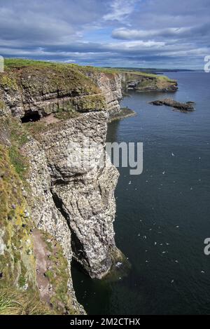Sea Cliffs, Heimat von Seevögelkolonien während der Brutzeit im Frühjahr in Fowlsheugh, Küstenschutzgebiet in Kincardineshire, Schottland, Großbritannien | Falaises à Fowlsheugh, réserve naturelle côtière dans l'Aberdeenshire en écosse, Royaume-Uni 24/05/2017 Stockfoto