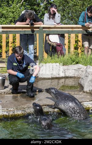 Tierpfleger füttern Robben vor den Besuchern im Scottish Sea Life Sanctuary bei Oban, Argyll and Bute, Schottland, Großbritannien | Nourrissage de Phoques par gardien à Sea Life Sanctuary, Oban, Argyll and Bute, Ecosse, Royaume-Uni 05/06/2017 Stockfoto