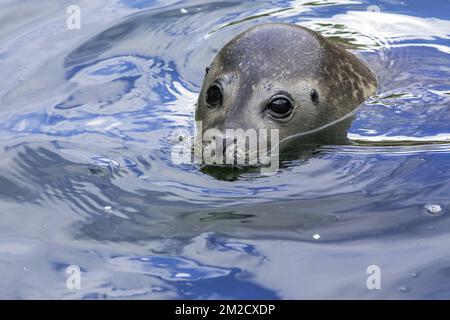 Common seal / harbor seal / harbour seal (Phoca vitulina) swimming with closed nostrils, close up portrait | Phoque commun / veau marin (Phoca vitulina) nageant 05/06/2017 Stock Photo