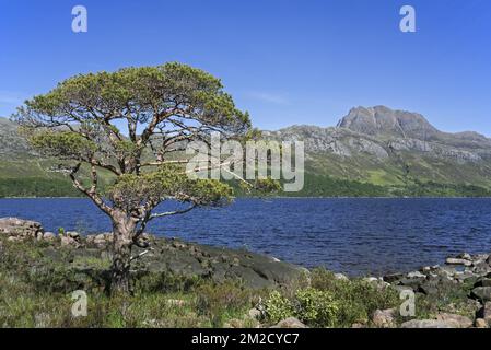 Schottischer Kiefernbaum (Pinus sylvestris L.) am Ufer von Loch Maree und dem Berg Slioch, Wester Ross, Scottish Highlands, Schottland, Großbritannien | Loch Maree et la montagne Slioch, Wester Ross, Ecosse, Royaume-Uni 31/05/2017 Stockfoto