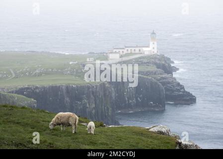 Sheep with lamb grazing on clifftop and Neist Point Lighthouse in the mist on the Isle of Skye, Inner Hebrides, Scottish Highlands, Scotland, UK | Moutons et le phare de Neist Point dans la brume sur l'île de Skye, Hébrides intérieures, Ecosse, Royaume-Uni 01/06/2017 Stock Photo