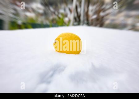 Eine Zitrone von Menton nach der Überquerung der kalten Welle im Südosten Frankreichs. | UN Citron de Menton après le passage de la vague de froid dans le Sud Est de la France. 27/02/2018 Stockfoto