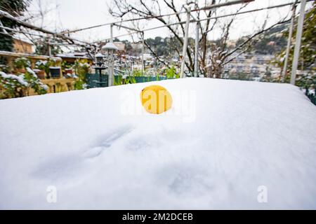 Eine Zitrone von Menton nach der Überquerung der kalten Welle im Südosten Frankreichs. | UN Citron de Menton après le passage de la vague de froid dans le Sud Est de la France. 27/02/2018 Stockfoto