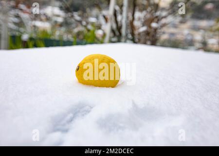 Eine Zitrone von Menton nach der Überquerung der kalten Welle im Südosten Frankreichs. | UN Citron de Menton après le passage de la vague de froid dans le Sud Est de la France. 27/02/2018 Stockfoto