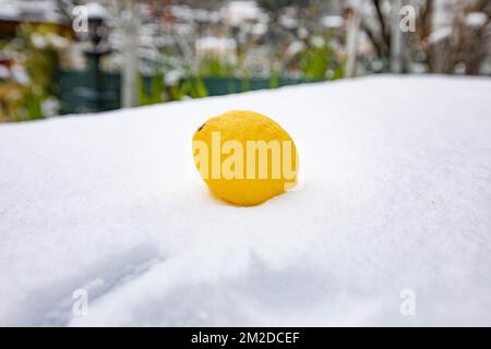 Eine Zitrone von Menton nach der Überquerung der kalten Welle im Südosten Frankreichs. | UN Citron de Menton après le passage de la vague de froid dans le Sud Est de la France. 27/02/2018 Stockfoto