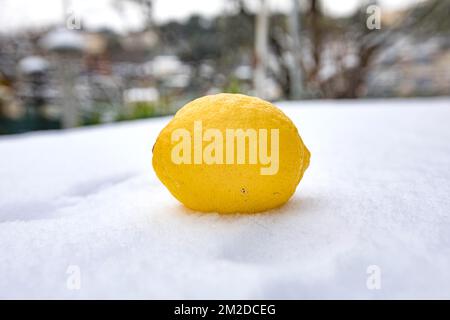 Eine Zitrone von Menton nach der Überquerung der kalten Welle im Südosten Frankreichs. | UN Citron de Menton après le passage de la vague de froid dans le Sud Est de la France. 27/02/2018 Stockfoto