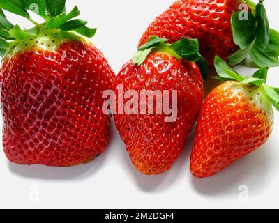 Lebensmittel | Alimentation Fraises 04/03/2018 Stockfoto