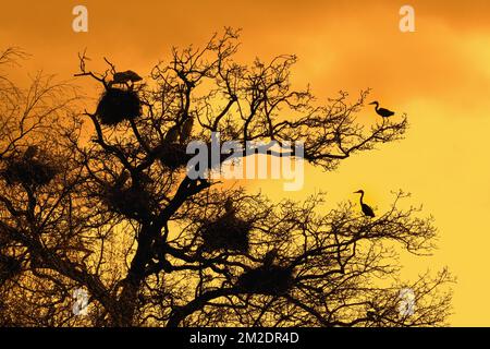 Graue Reiher (Ardea cinerea), die auf Nestern in Bäumen bei Heronry wachsen / Reiher-Nachwuchs-Silhouette am orangefarbenen Himmel bei Sonnenuntergang im Frühjahr | Hérons cendrés (Ardea cinerea) nichent dans arbre dans héronnière, Silhouette-Anhänger Coucher de soleil en printemps 14/03/2018 Stockfoto