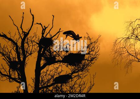 Grey heron (Ardea cinerea) landing on nest in tree at heronry / heron rookery silhouetted against orange sky at sunset in spring | Hérons cendrés (Ardea cinerea) nichent dans arbre dans héronnière, silhouette pendant coucher de soleil en printemps 14/03/2018 Stock Photo