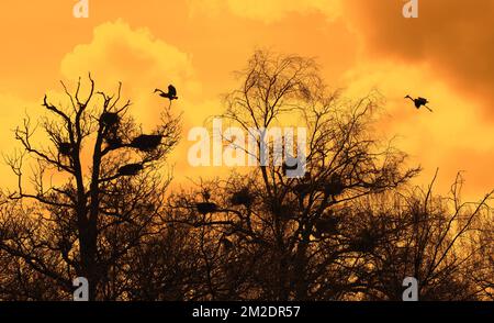 Graue Reiher (Ardea cinerea), die im Frühjahr auf ihren Nestern in Bäumen bei Heronry landen / Reiherenreiher-Silhouette am orangefarbenen Himmel bei Sonnenuntergang | Hérons cendrés (Ardea cinerea) atterrissant sur nids dans arbre dans héronnière, Silhouette Pendant Coucher de soleil en printemps 14/03/2018 Stockfoto