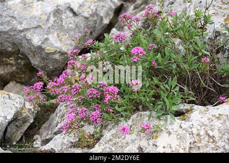 Natur und Blumen | Nature et Fleurs Sauvages 09/10/2017 Stockfoto