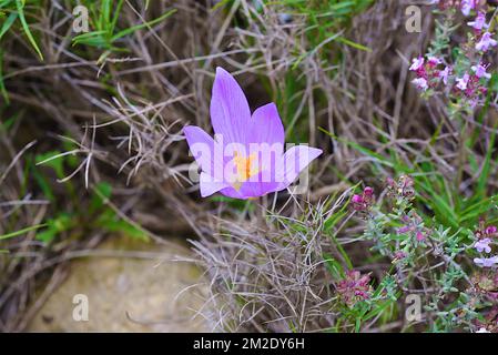 Natur und Blumen | Nature et Fleurs Sauvages 09/10/2017 Stockfoto