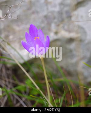 Natur und Blumen | Nature et Fleurs Sauvages 09/10/2017 Stockfoto