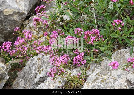 Natur und Blumen | Nature et Fleurs Sauvages 09/10/2017 Stockfoto