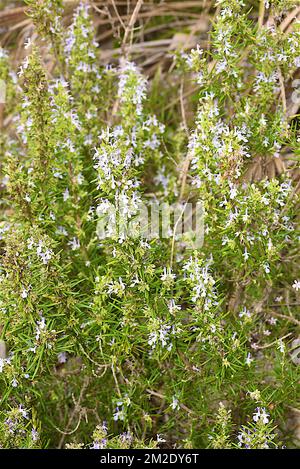 Natur und Blumen | Nature et Fleurs Sauvages 09/10/2017 Stockfoto