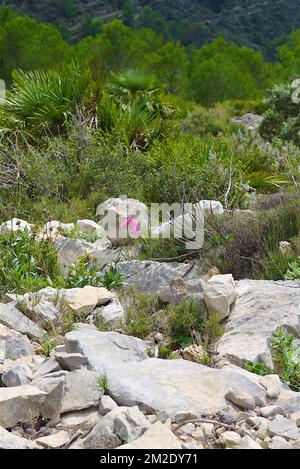 Natur und Blumen | Nature et Fleurs Sauvages 09/10/2017 Stockfoto