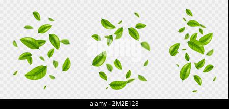 Falling tea leaves, realistic green foliage flying in air isolated on transparent background. Floral organic elements for products packaging design, a Stock Vektor