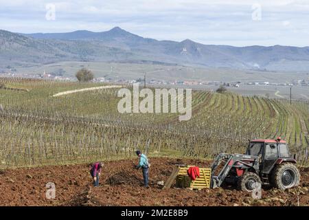 Weinbau im Elsass. Verbrennen alter Rebstöcke und Praparieren des Bodens für ein neues Weingut | Entretien des vignes sur les coteaux alsaciens. Bruler les vieilles vignes. Les Anciens Sarments et ceps de vignes sont brules. Zubereitung du sol pour accueillir un nouveau vignoble 01/04/2018 Stockfoto