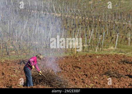 Weinbau im Elsass. Verbrennen alter Rebstöcke und Praparieren des Bodens für ein neues Weingut | Entretien des vignes sur les coteaux alsaciens. Bruler les vieilles vignes. Les Anciens Sarments et ceps de vignes sont brules. Zubereitung du sol pour accueillir un nouveau vignoble 01/04/2018 Stockfoto